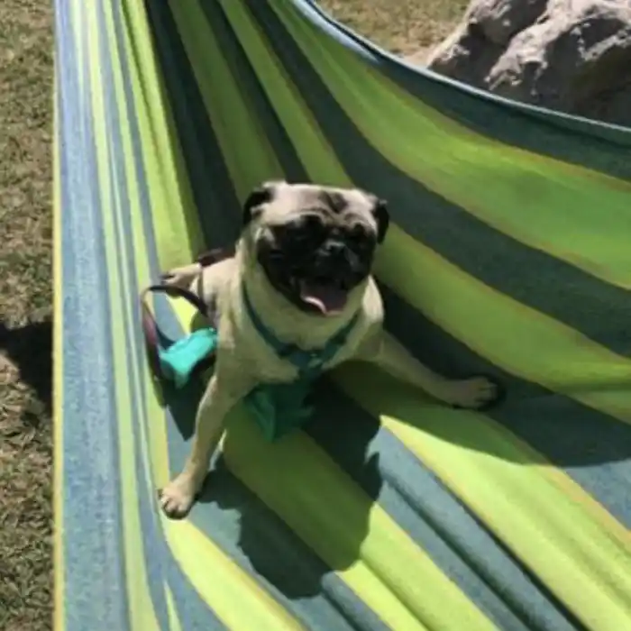 hammock-dog